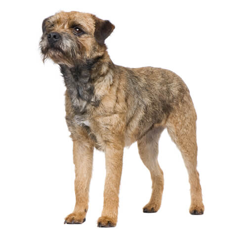Best food for border terriers on sale